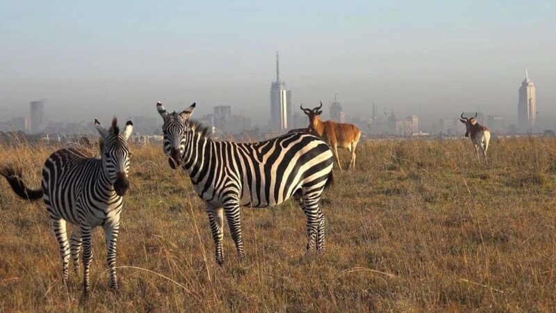 Nairobi: National Park Half-Day Tour with Free Wifi - Key Points