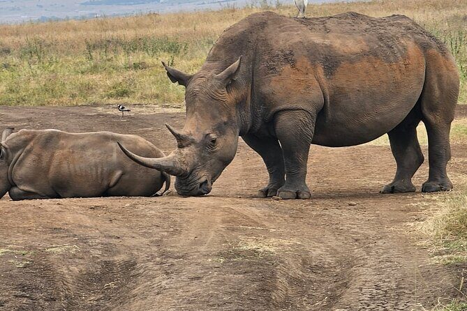 Nairobi National Park Half Day Tour with Landcruiser with Pickup - The Experience: What to Expect