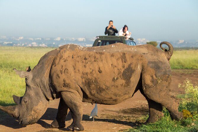 Nairobi National Park Half Day Tour with Landcruiser with Pickup - Value for Money