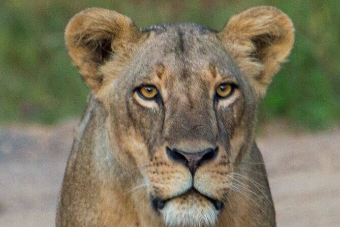 Nairobi National Park Half Day Tour with Landcruiser with Pickup - Final Thoughts