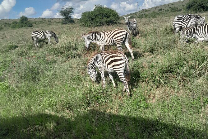 Nairobi National Park Half Day with Pickup - Key Points