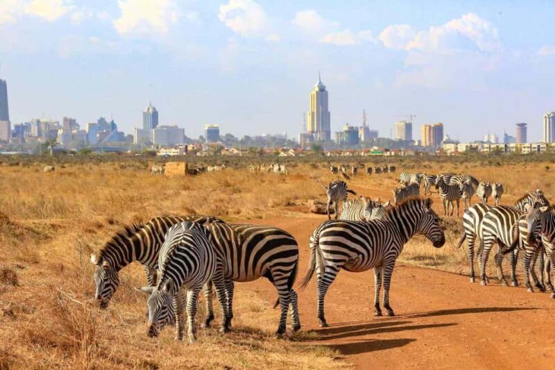 Nairobi National Park Morning Drive with free pick up - Key Points