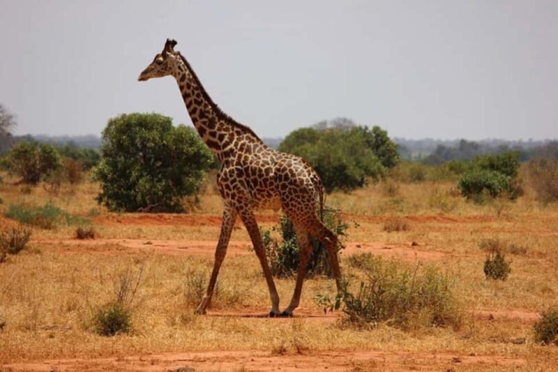 Nairobi National Park Morning Drive with free pick up - Final Thoughts: Is It Worth It?