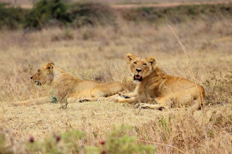 Nairobi National Park Morning Drive with free pick up - FAQ: Everything You Need to Know