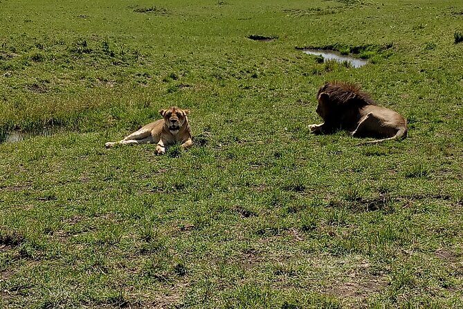 Nairobi National Park Morning Game Drive - Key Points