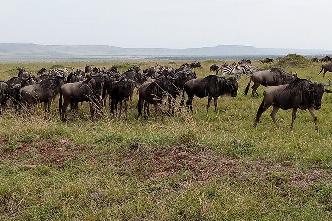 Nairobi National Park Morning Game Drive - An In-Depth Look at the Tour Experience