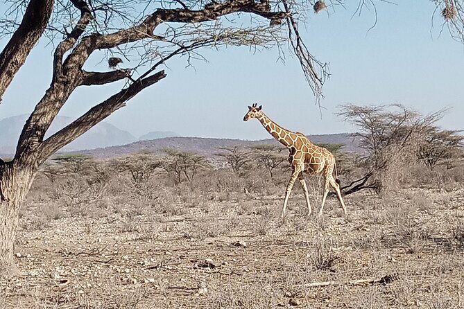 Nairobi National Park Morning Game Drive - FAQ