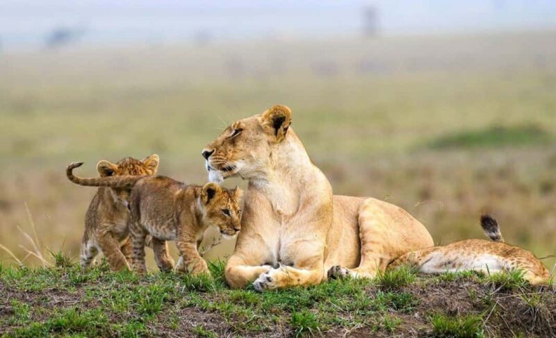 Nairobi National Park Morning Game Drive With Free Pickup - Exploring Nairobi National Park: What You Can Expect