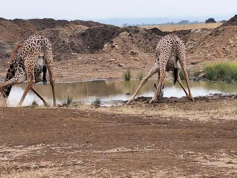 Nairobi National Park Morning Game Drive With Free Pickup - The Value of This Tour