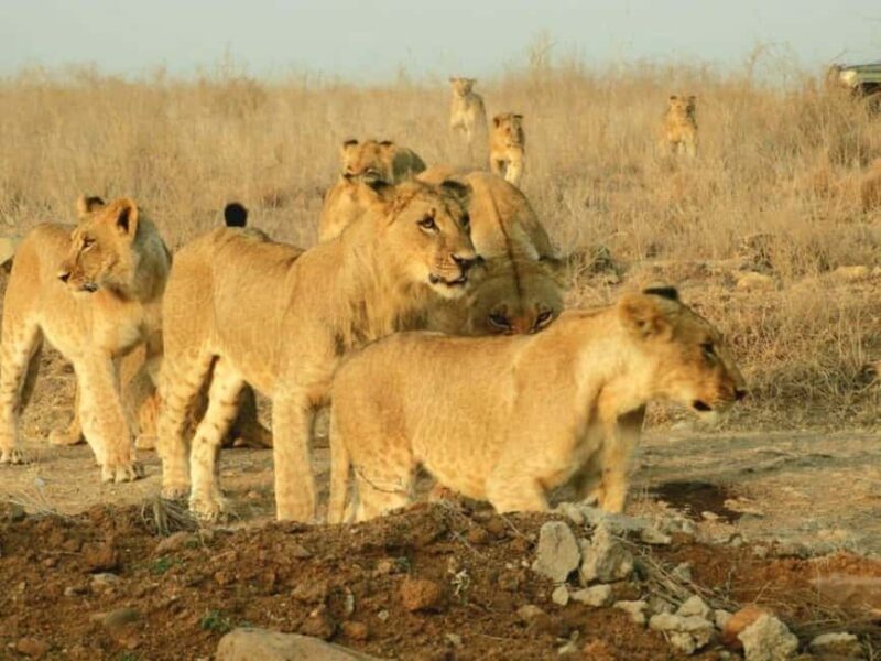 Nairobi National Park Morning Game Drive With Free Pickup - Frequently Asked Questions