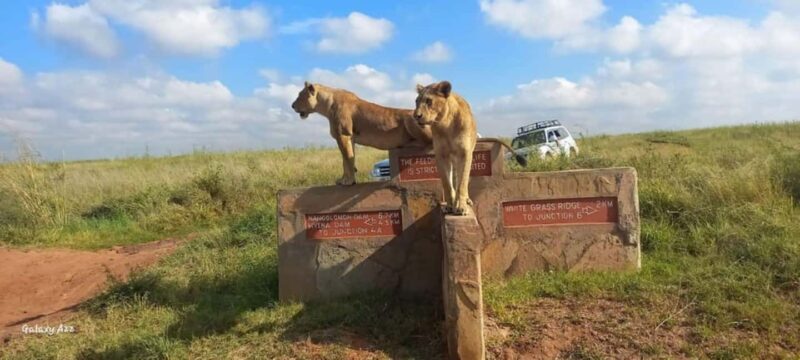 Nairobi National Park: Morning or Afternoon Game Drive - What Makes This Tour Special?