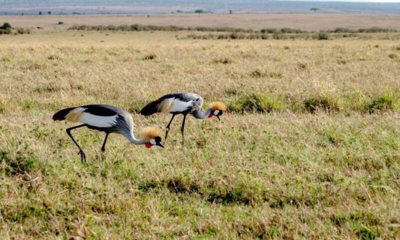 Nairobi National Park: Morning or Afternoon Game Drive - What to Expect During Your Safari