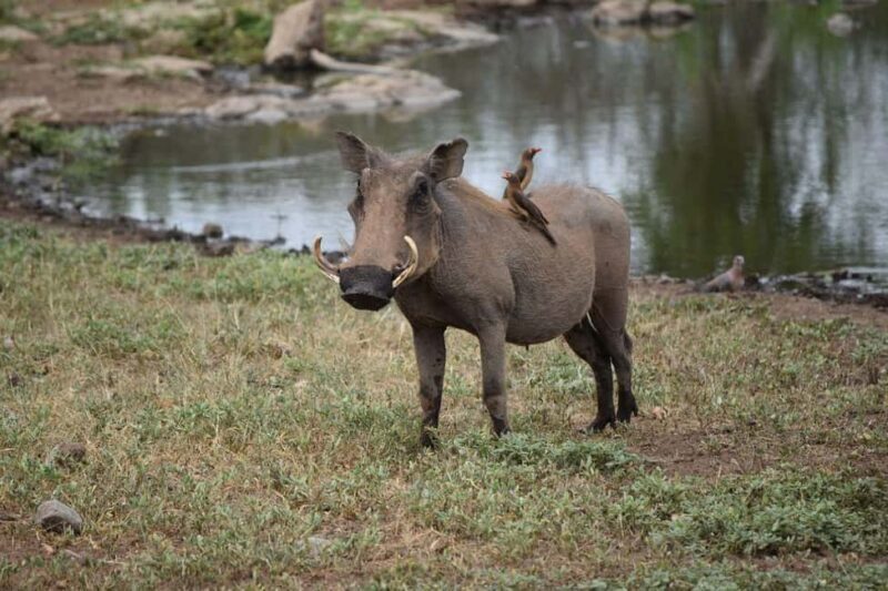 Nairobi National Park: Morning or Afternoon Game Drive - Authentic Encounters