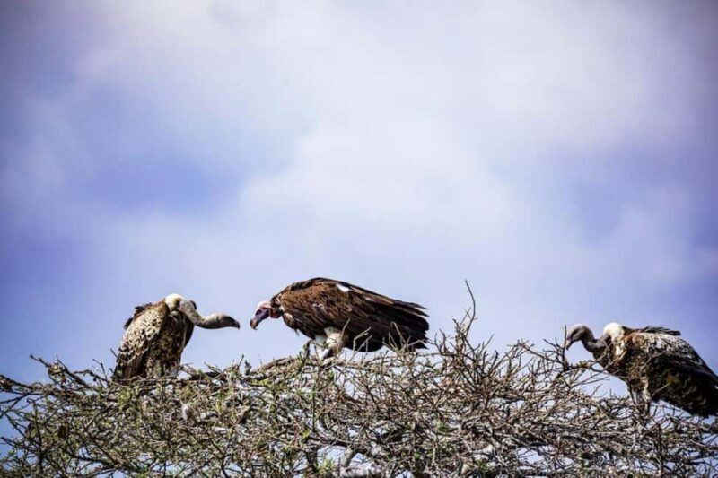 Nairobi National Park: Morning or Afternoon Game Drive - Photo Opportunities
