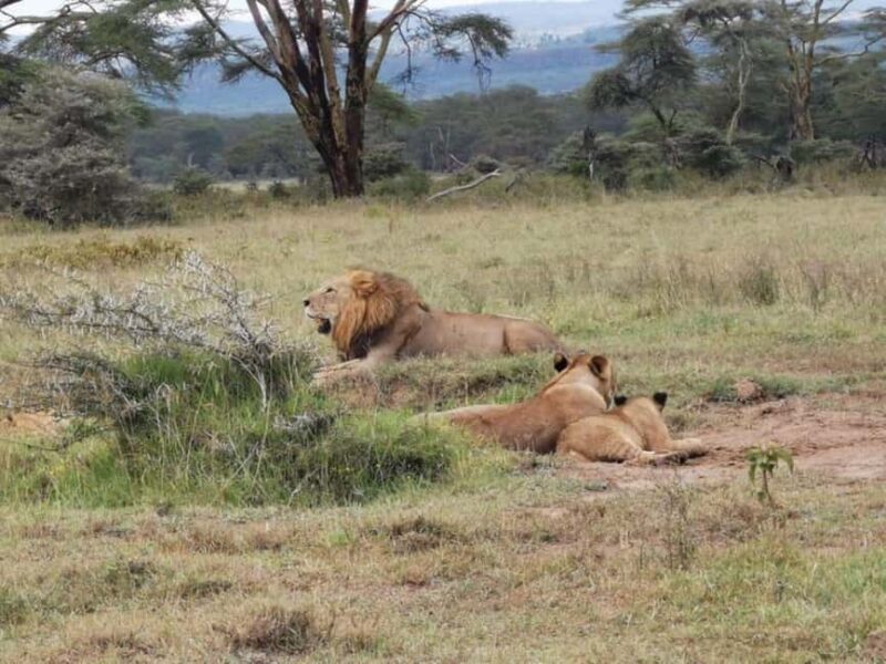 Nairobi National Park: Morning or Afternoon Game Drive - Practical Details and Value