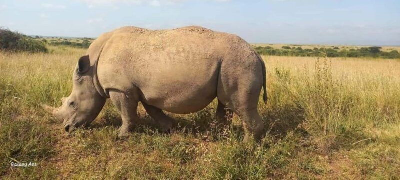 Nairobi National Park Morning or Evening Game Drive - FAQ