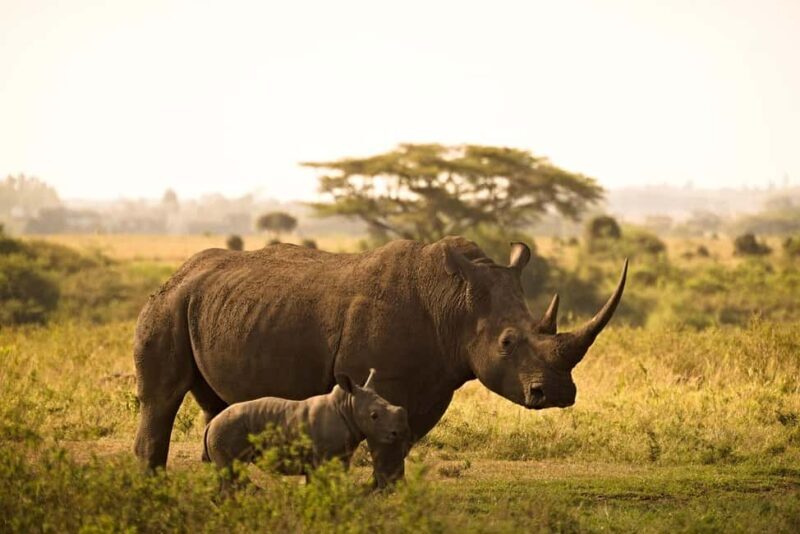 Nairobi National Park Morning Private Half-Day Game Drive. - Why Choose the Nairobi National Park Morning Private Game Drive?