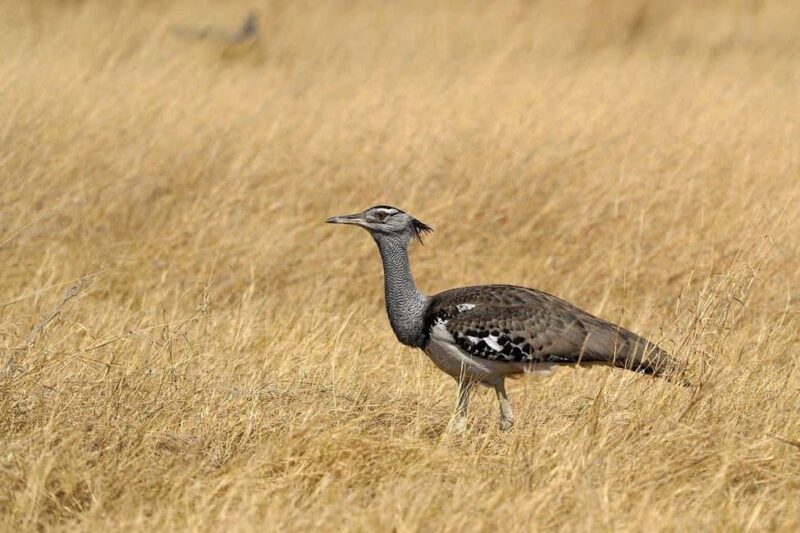 Nairobi National Park Morning Private Half-Day Game Drive. - Pricing and Value