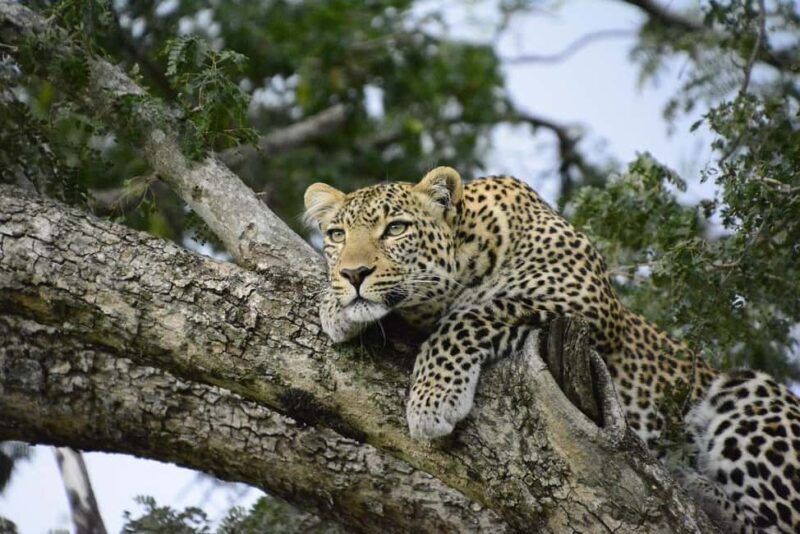 Nairobi National Park Morning Private Half-Day Game Drive. - Who This Tour Is Best For