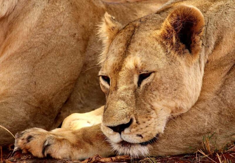 Nairobi National Park Morning Private Half-Day Game Drive. - FAQs