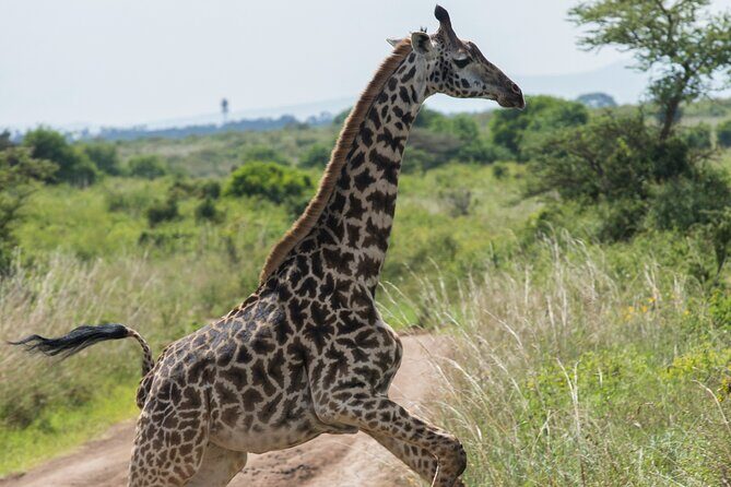 Nairobi National Park Private Half Day Tour - An Up-Close Look at Nairobi National Park