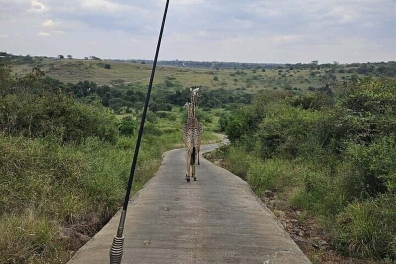 Nairobi National Park Private Half Day Tour with Pick up - What You Can Expect from This Tour