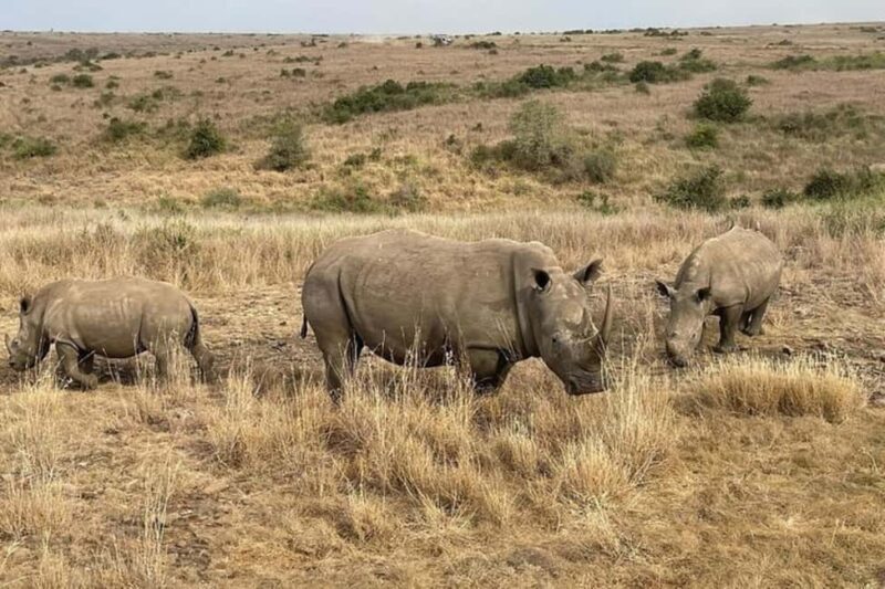 Nairobi National Park Private Half Day Tour with Pick up - Why This Tour Offers Great Value