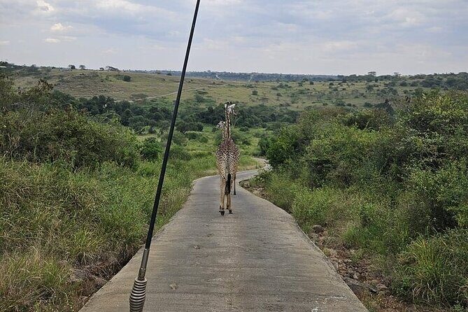 Nairobi National Park Private Half Day Tour with Pick up - Key Points