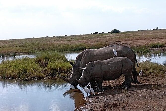 Nairobi National Park Private Half Day Tour with Pick up - Exploring the Itinerary of the Nairobi National Park Private Half Day Tour