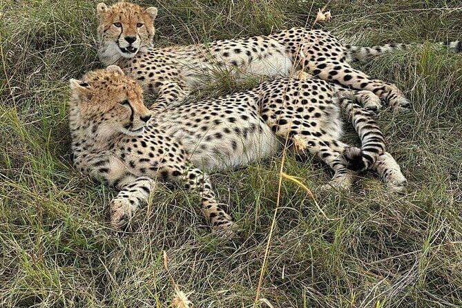 Nairobi National Park Private Half Day Tour with Pick up - Possible Considerations
