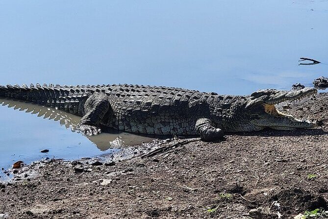Nairobi National Park Private Half Day Tour with Pick up - Who is This Tour Best For?