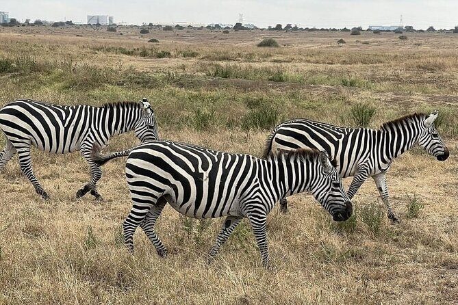 Nairobi National Park Private Half Day Tour with Pick up - Frequently Asked Questions