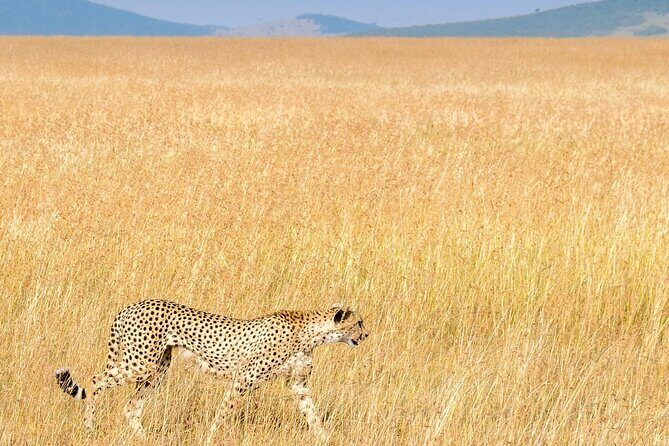 Nairobi National Park Private Half Day Tour with Pick up - Final Thoughts
