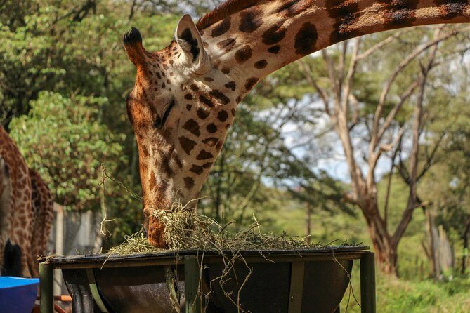 Nairobi National Park Private Safari - The Value of This Tour