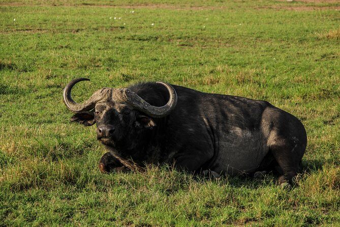Nairobi National Park Private Safari - FAQ