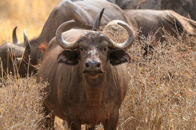 Nairobi National Park private safari in a 4*4 landcruiser - Why This Safari Might Be Perfect for You