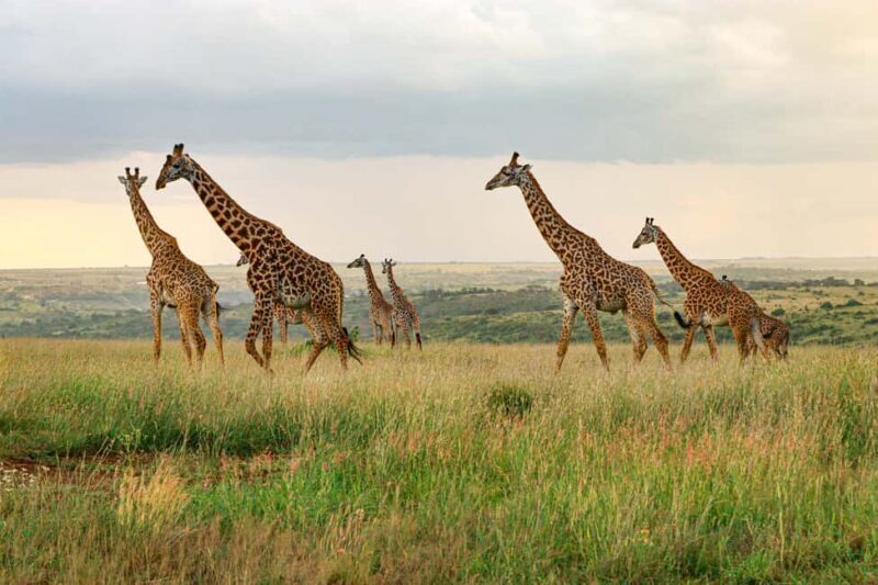 Nairobi: National Park Private Tour in 4X4 Jeep - An In-Depth Look at the Nairobi National Park Private Tour