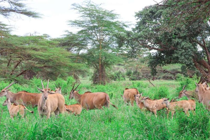Nairobi National Park: Private Tour in a 4X4 Landcruiser - An In-Depth Look at the Safari Experience