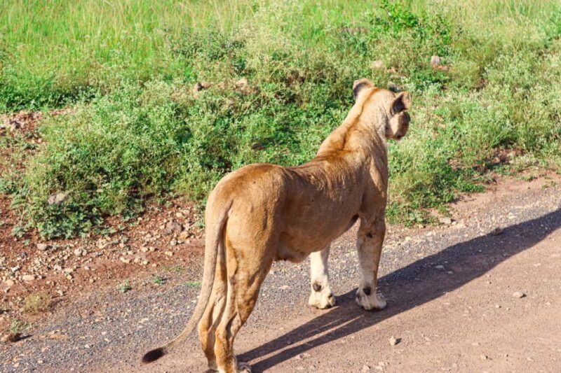 Nairobi National Park: Private Tour in a 4X4 Landcruiser - Final Thoughts