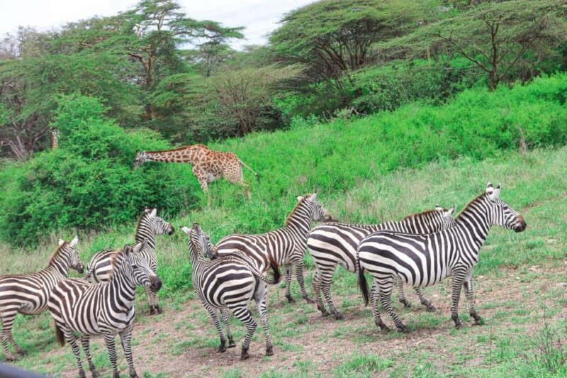 Nairobi National Park: Private Tour in a 4X4 Landcruiser - FAQs