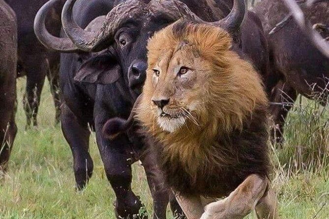 Nairobi National Park Safari - Key Points