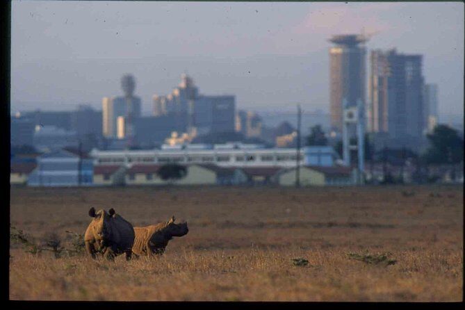 Nairobi National Park Safari - What to Expect from the Nairobi National Park Safari