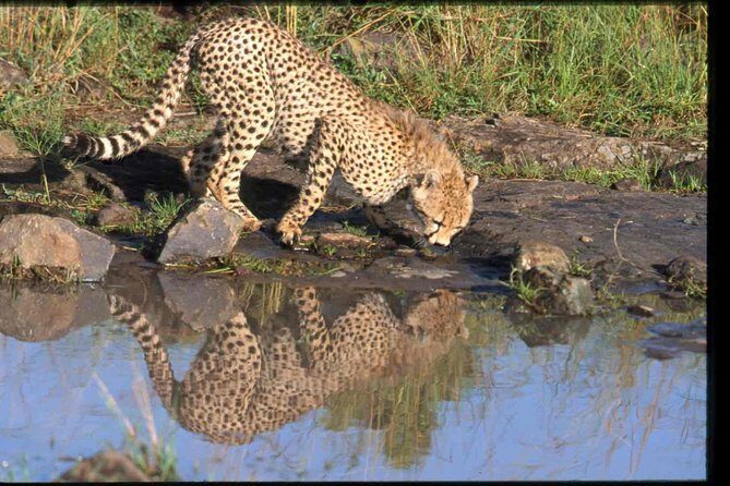 Nairobi National Park Safari - The Sum Up