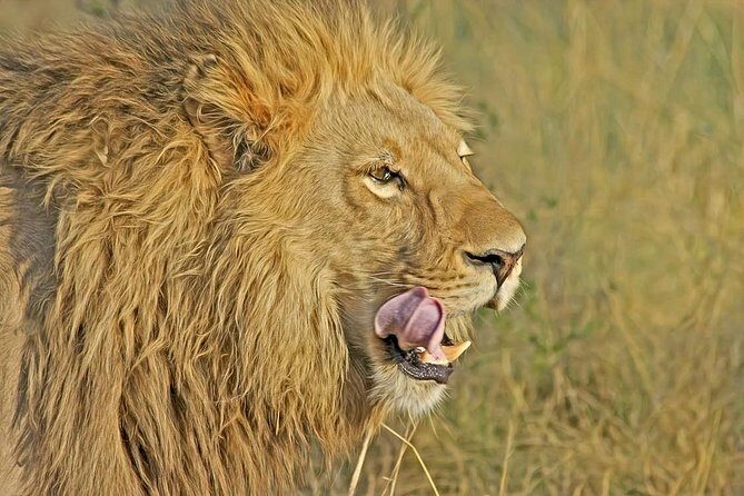 Nairobi National Park Safari Tour - Who Will Love This Tour?