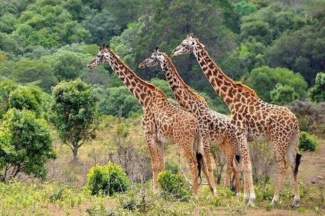 Nairobi National Park Safari With a Visit to Giraffe Center. - Is This Tour Worth It?