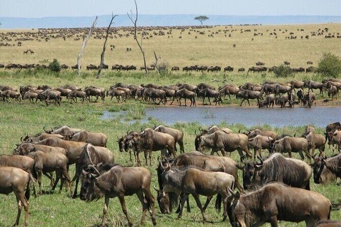 Nairobi National Park Safari With a Visit to Giraffe Center. - Who Should Consider This Tour?