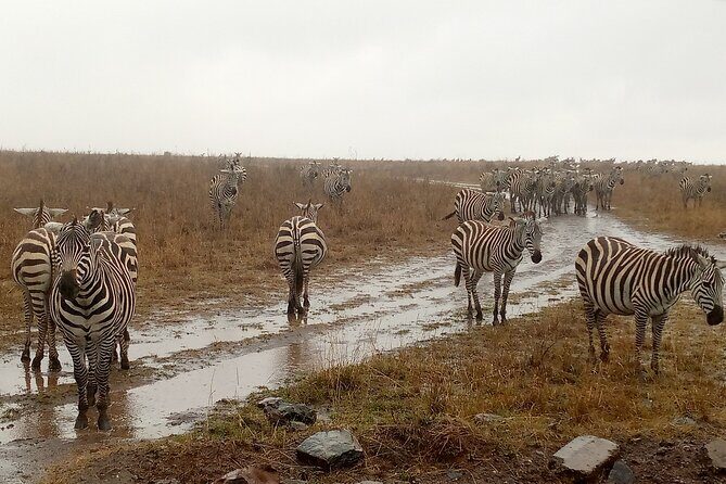 Nairobi National Park Safari With a Visit to Giraffe Center. - Final Thoughts