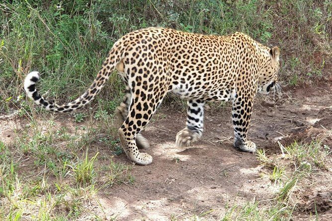 Nairobi National Park, Sheldrick Elephant, Giraffe Centre Tour - The Experience: What You Can Expect