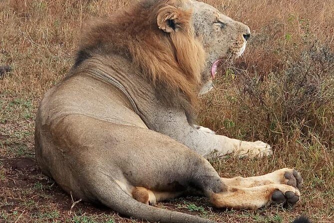 Nairobi National Park, Sheldrick Elephant, Giraffe Centre Tour - Final Thoughts