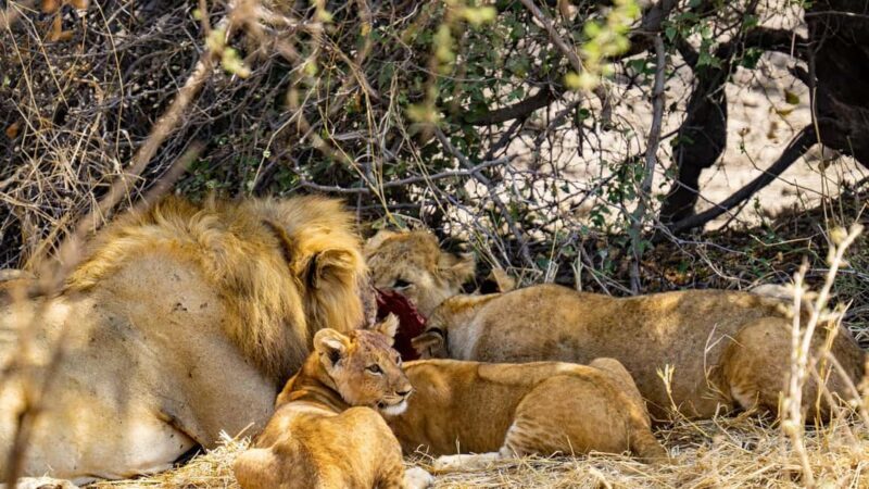 "Nairobi: National Park, Sheldrick, Giraffe Center & Bomas" - The Sum Up  